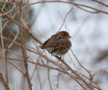 Sparrow, Central Park, NYC