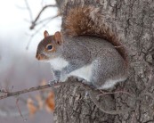 Squirrel, Central Park, NYC