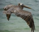 Pelican, Belize