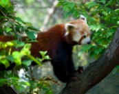Red Panda, Central Park Zoo, NYC