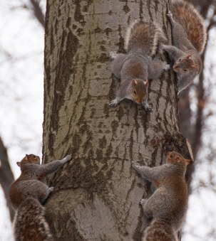 Four squirrels!