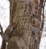 Three squirrels...