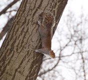 One squirrel...