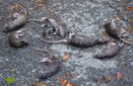 October: Even rats drowned during Hurricane Sandy