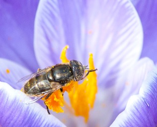 March: Early crocuses and insects in NYC's Central Park