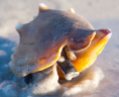 December: Conch emerges from its shell on St. Petersburg Beach, Florida
