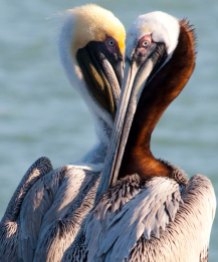 February: Brown pelicans perform a pas de deux near St. Petersburg, Florida
