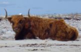 Highland cattle, Elizabeth Islands, Massachusetts