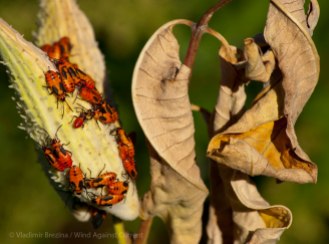 Warning colors (large milkweed bugs)