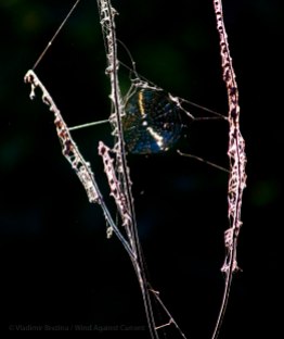 Iridescent spiderweb