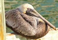 Pelican, Florida