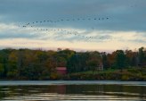 Across the river, migrating geese over red barn