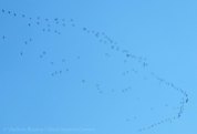 Migrating Canada Geese overhead