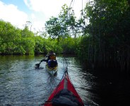 We paddle through Alligator Creek