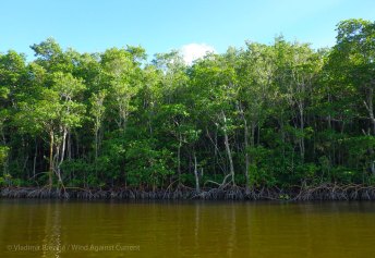 Impressive mangrove walls line the banks