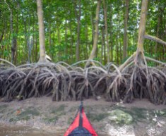 The banks are mangroves and mud