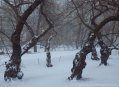 Gnarled trunks of the cherry trees capture the snow