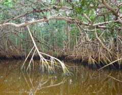 Mangrove-lined banks