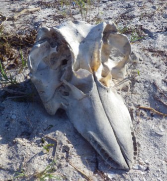 Whale skull at Highland Beach