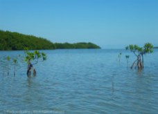 Shoals grow new mangroves