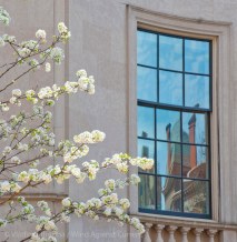 Spring on Fifth Avenue 7