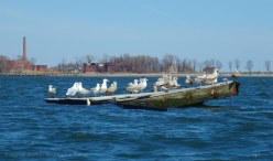 Gull raft, with Hart Island behind