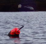 5. Wary seals on Damariscove Island