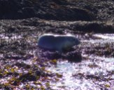 15. Seal pup 2