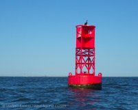 Red buoy, with cormorant