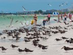 St. Pete Beach birds 8
